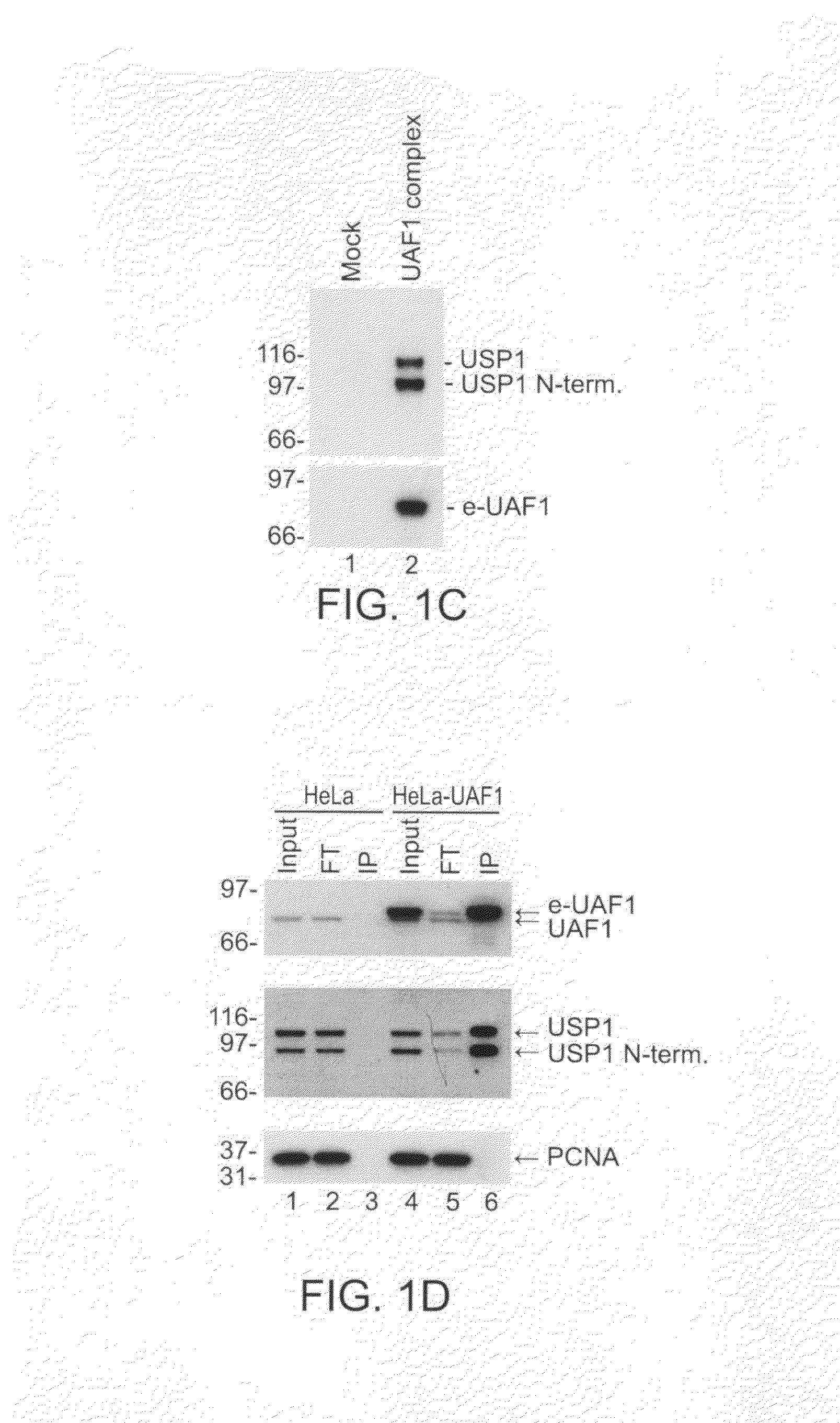 Inhibitors of USP1 Deubiquitinating Enzyme Complex