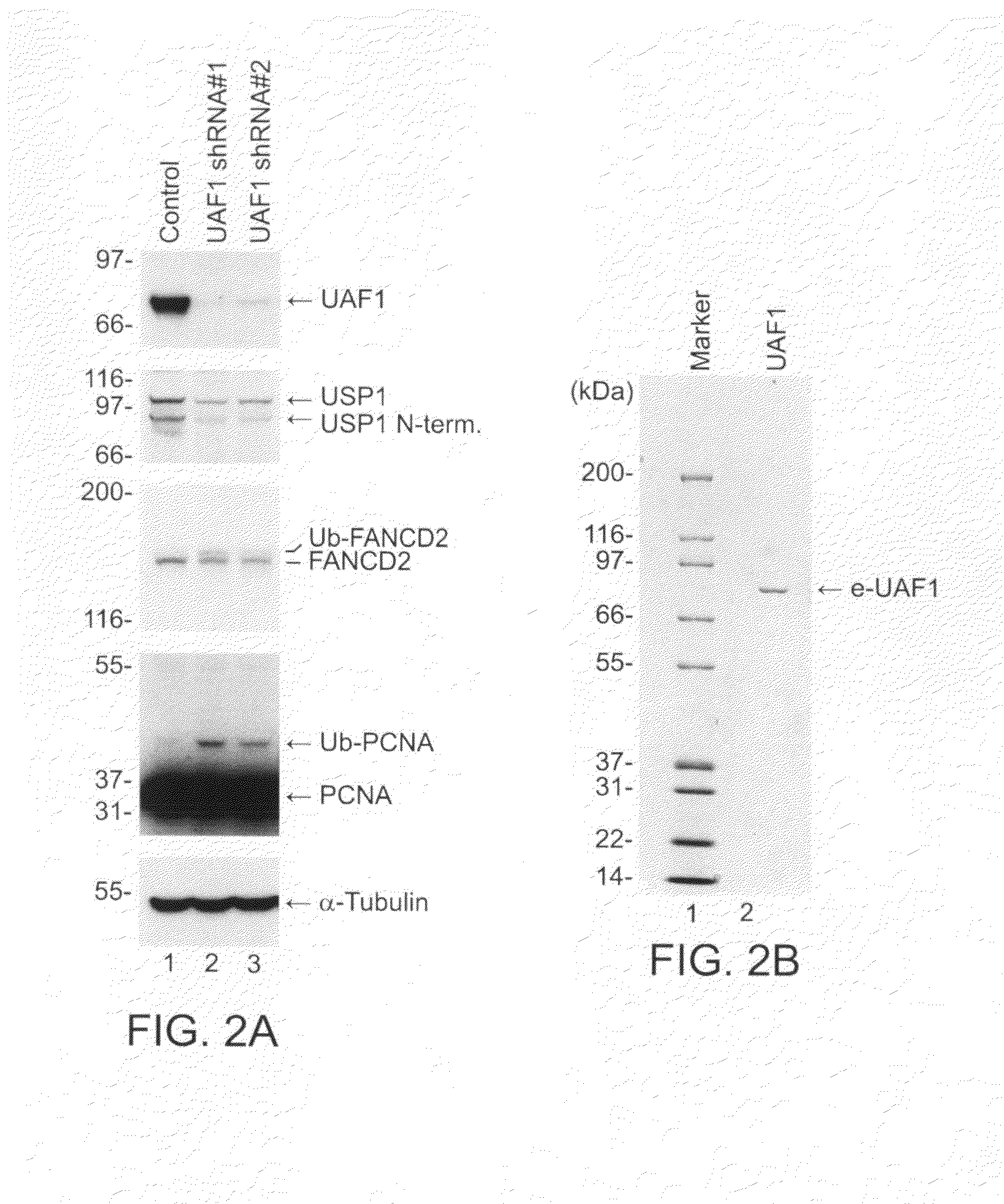 Inhibitors of USP1 Deubiquitinating Enzyme Complex