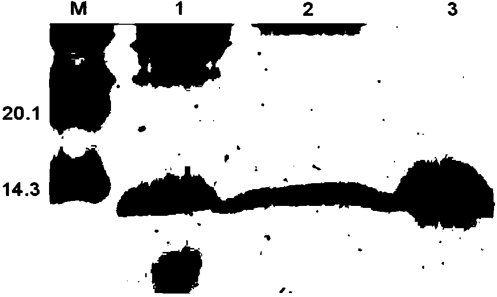 Fenneropenaeus chinensiss anti-lipopolysaccharide factor as well as preparation and application thereof