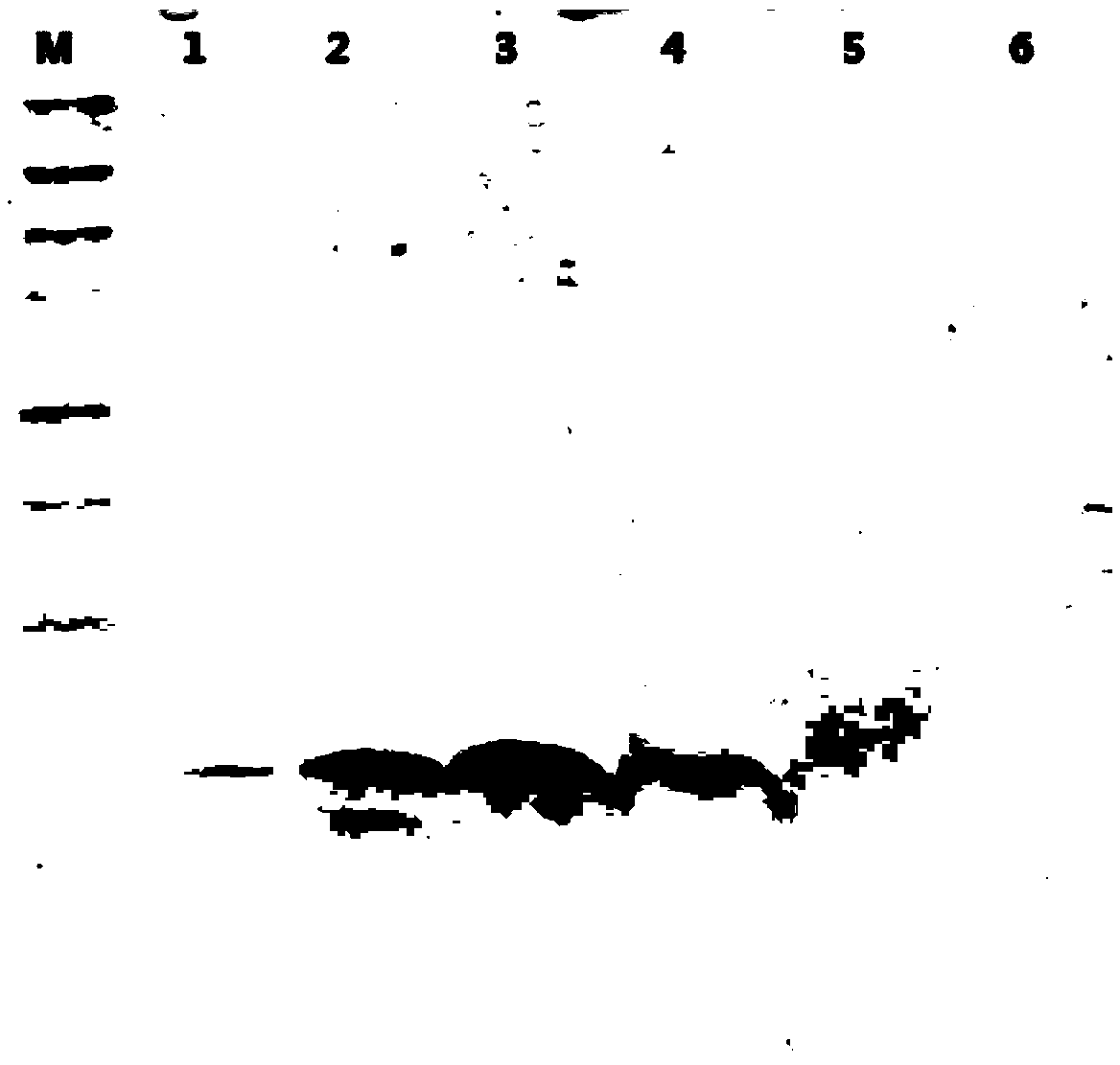 Fenneropenaeus chinensiss anti-lipopolysaccharide factor as well as preparation and application thereof