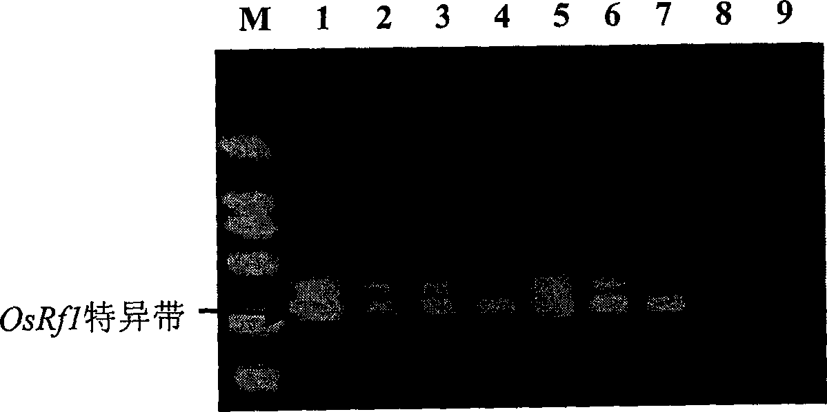 Plant cytoplasmic male sterile recovering gene and its use