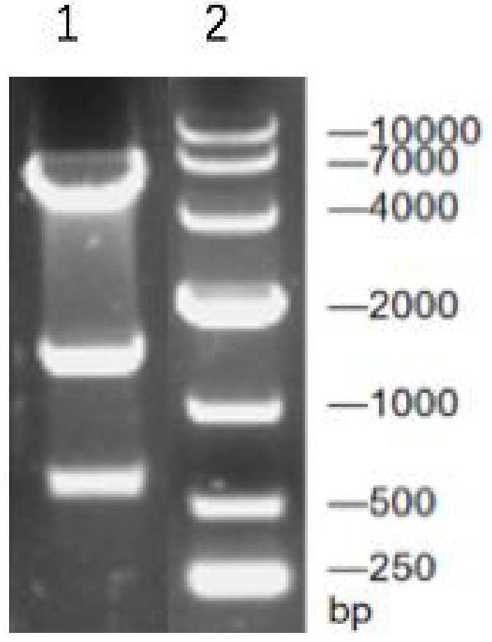 Arginine decarboxylase mutant and application thereof in production of agmatine