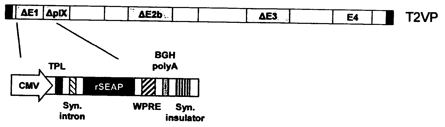 Adenoviral expression vectors