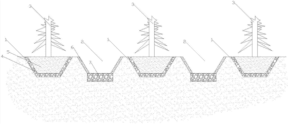 Method for planting fraxinus chinensis on saline-alkali land