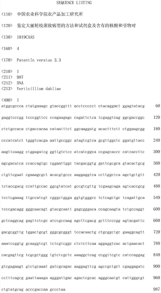 Method for identifying pathotype of verticillium dahlia, kit and contained nucleic acid and primer pair