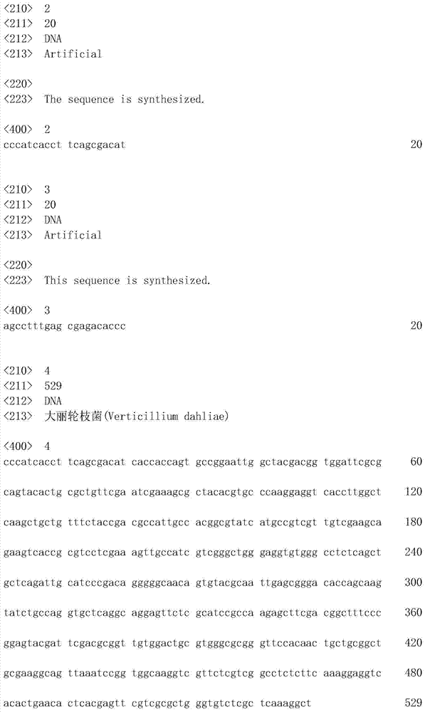 Method for identifying pathotype of verticillium dahlia, kit and contained nucleic acid and primer pair