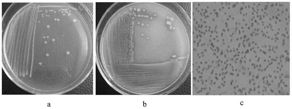 A kind of pantoea disperse and application thereof