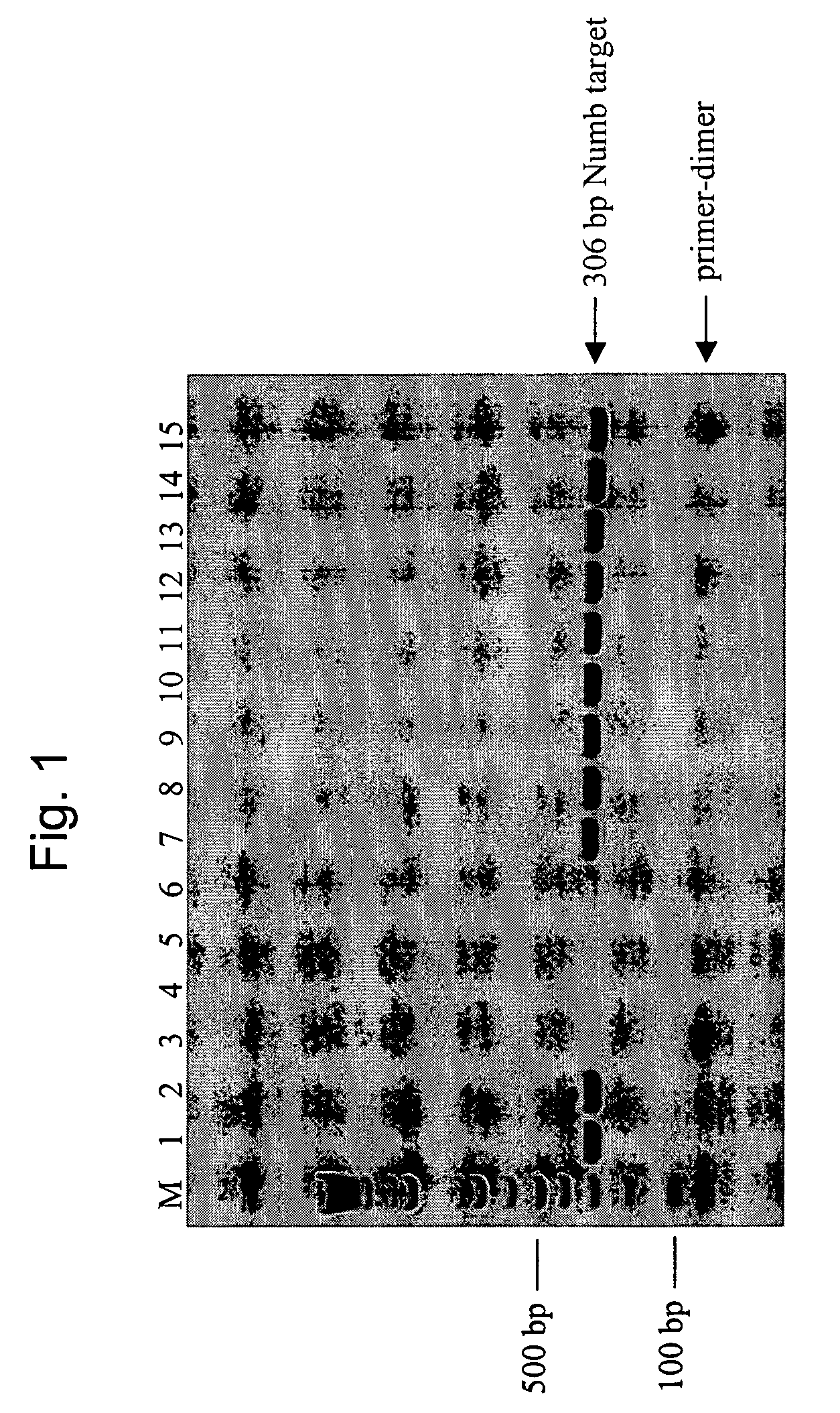 Novel hot start nucleic acid amplification