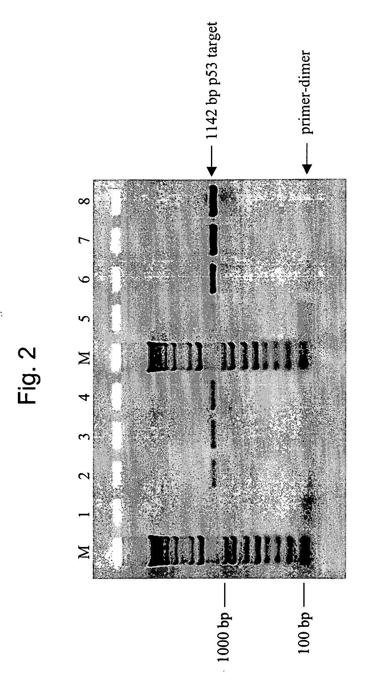 Novel hot start nucleic acid amplification