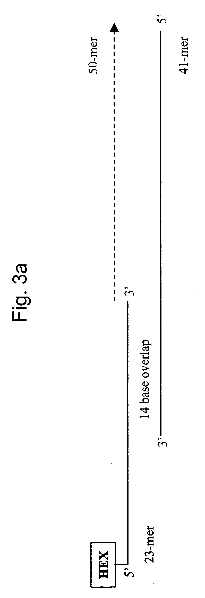 Novel hot start nucleic acid amplification