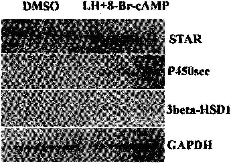 Construction and application of model for differentiating stem cells into testicular interstitial cells