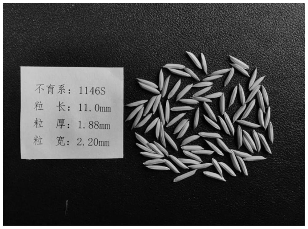 Breeding method of long and small-grain two-line male sterile line of rice, light and simple seed production method of hybrid rice