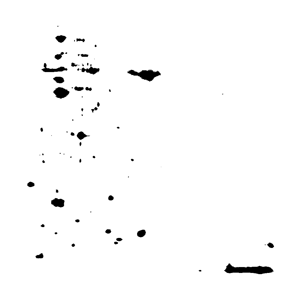 Method for acquiring two-dimensional strawberry electrophoresis differential protein map