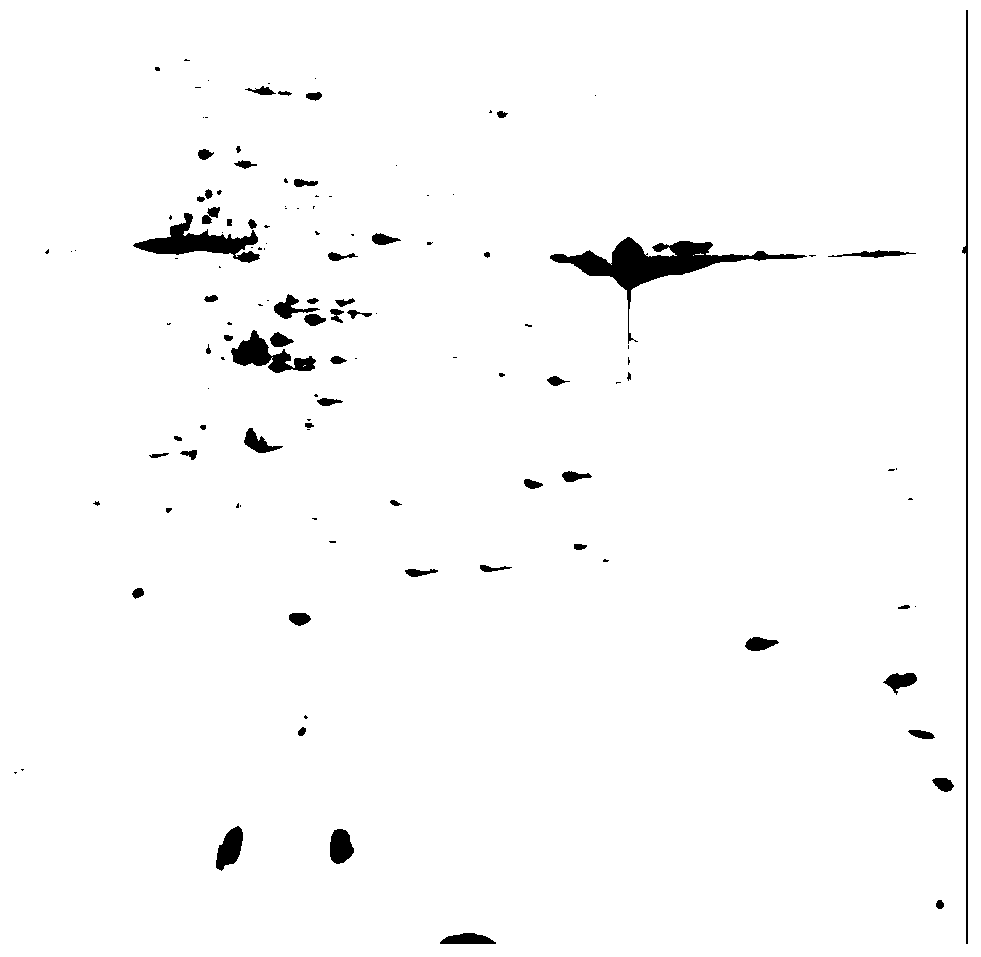 Method for acquiring two-dimensional strawberry electrophoresis differential protein map