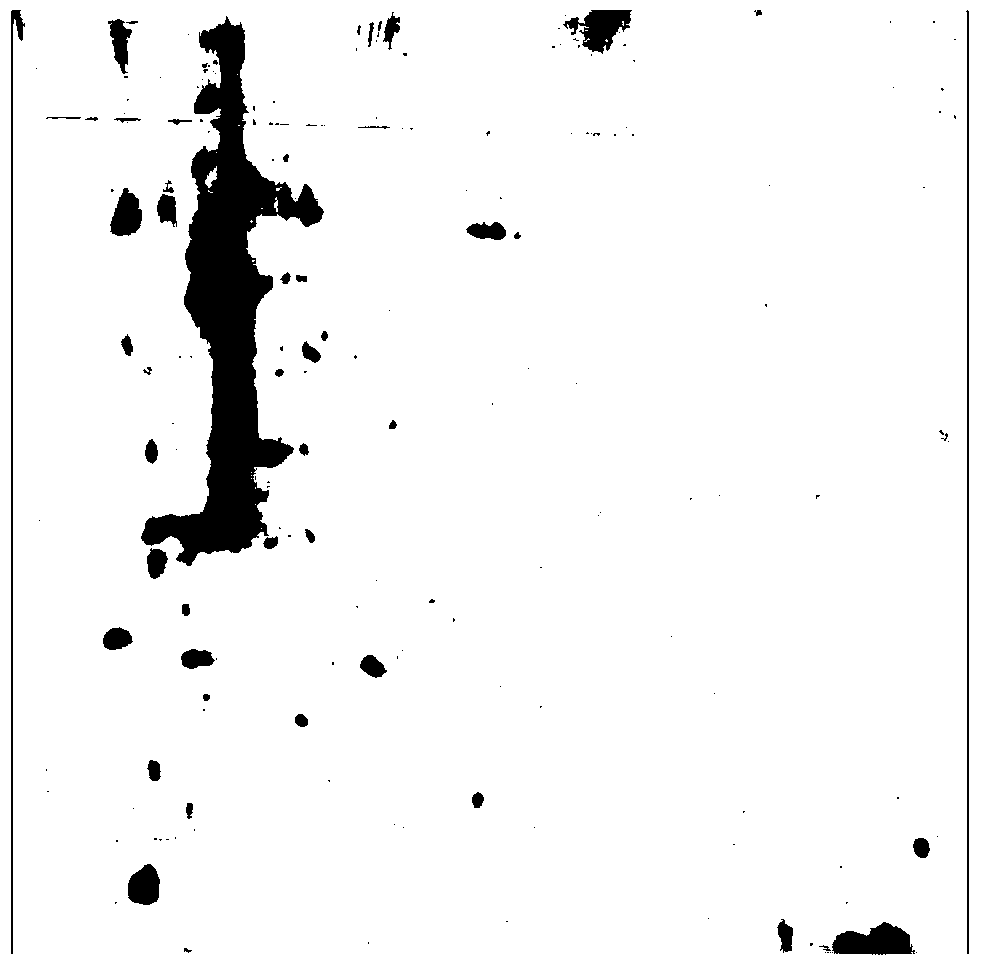 Method for acquiring two-dimensional strawberry electrophoresis differential protein map