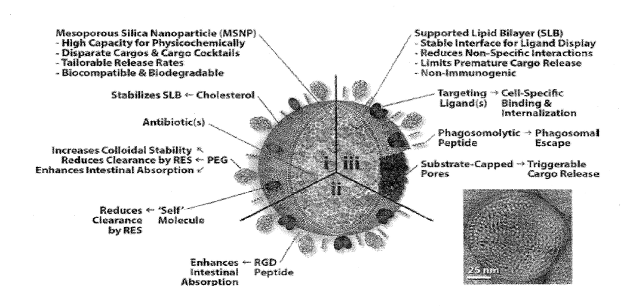 Antibiotic protocells and related pharmaceutical formulations and methods of treatment