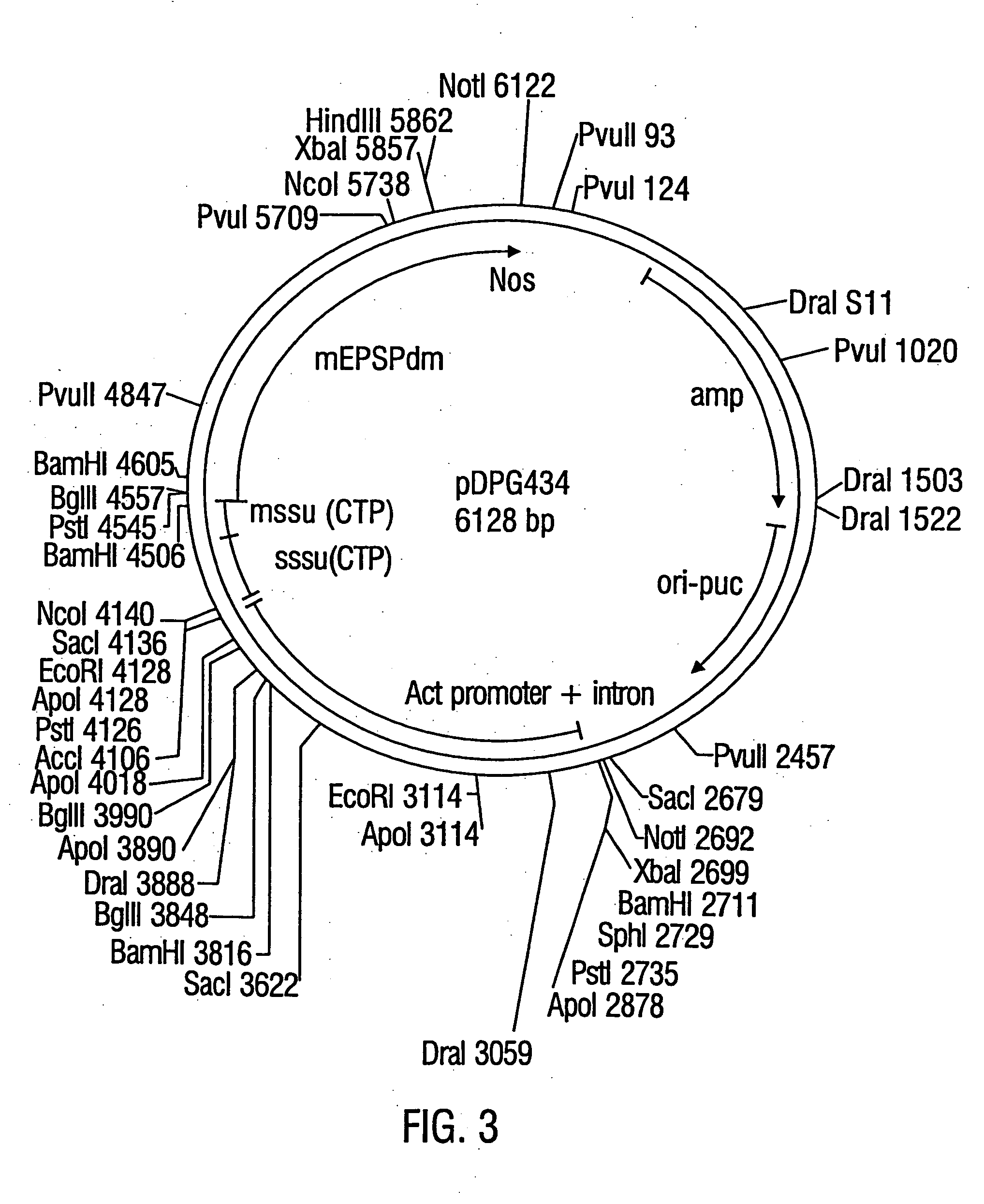 Glyphosate resistant maize lines