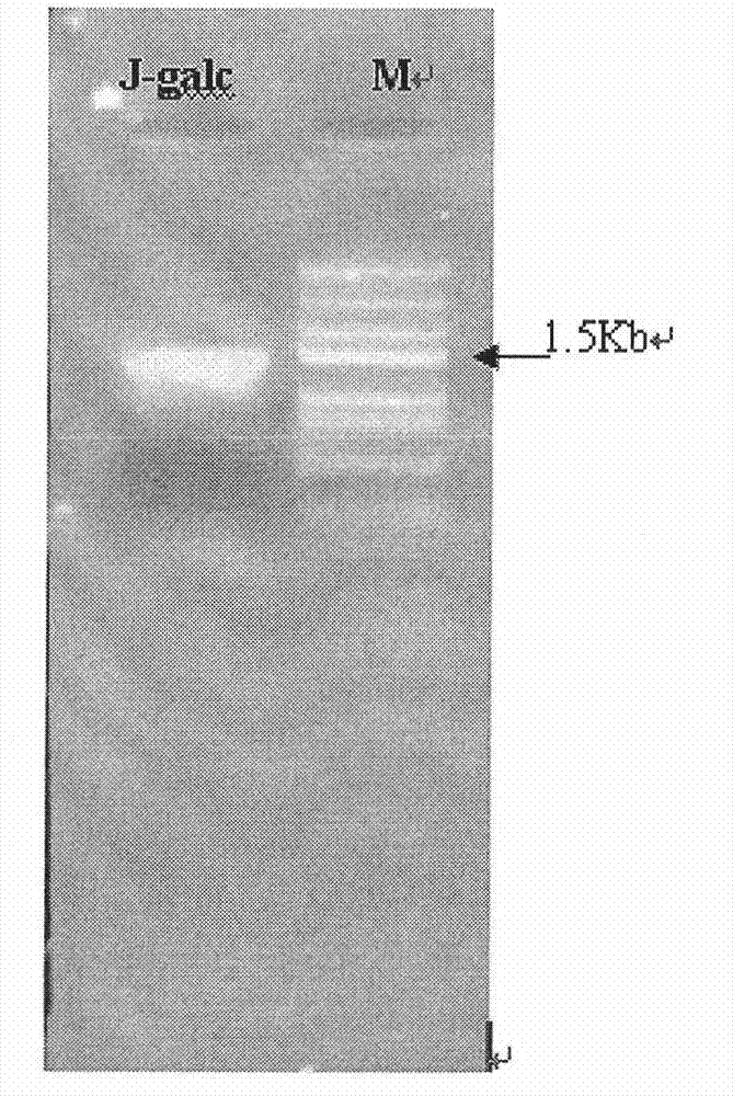 Alpha-galactosidase and coding gene thereof