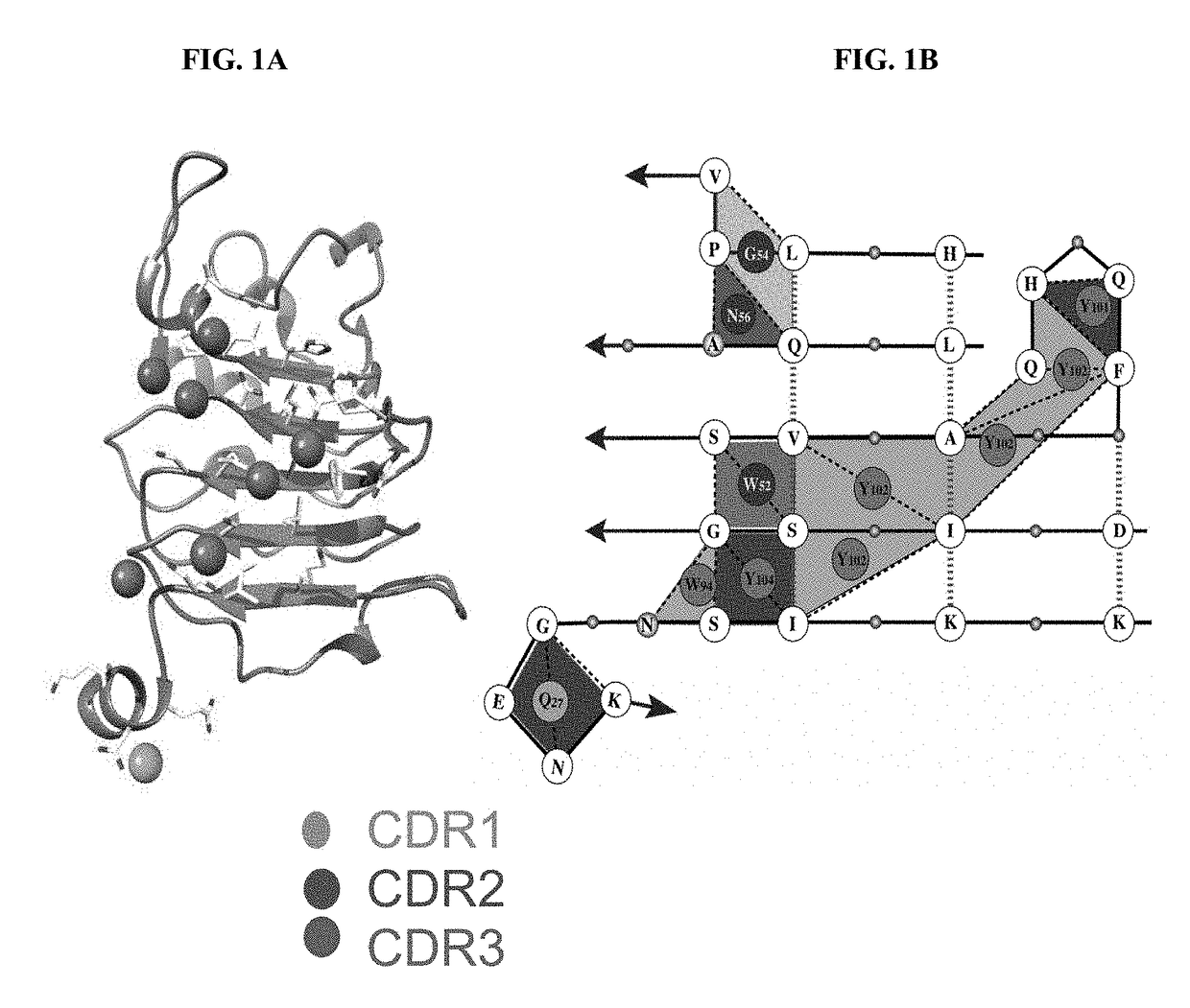 Synthetic antibody mimic peptides