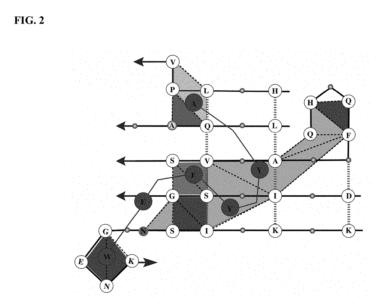 Synthetic antibody mimic peptides