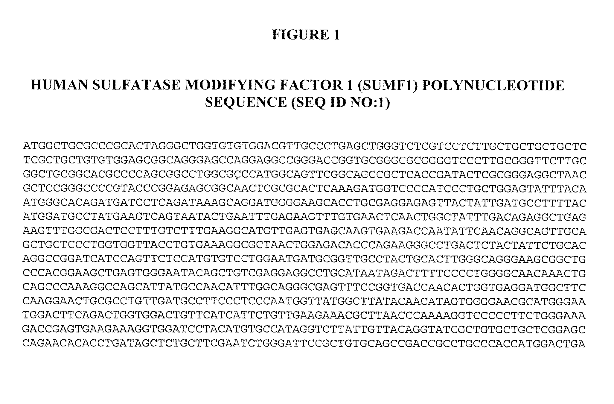 Manufacture of active highly phosphorylated human lysosomal sulfatase enzymes and uses thereof