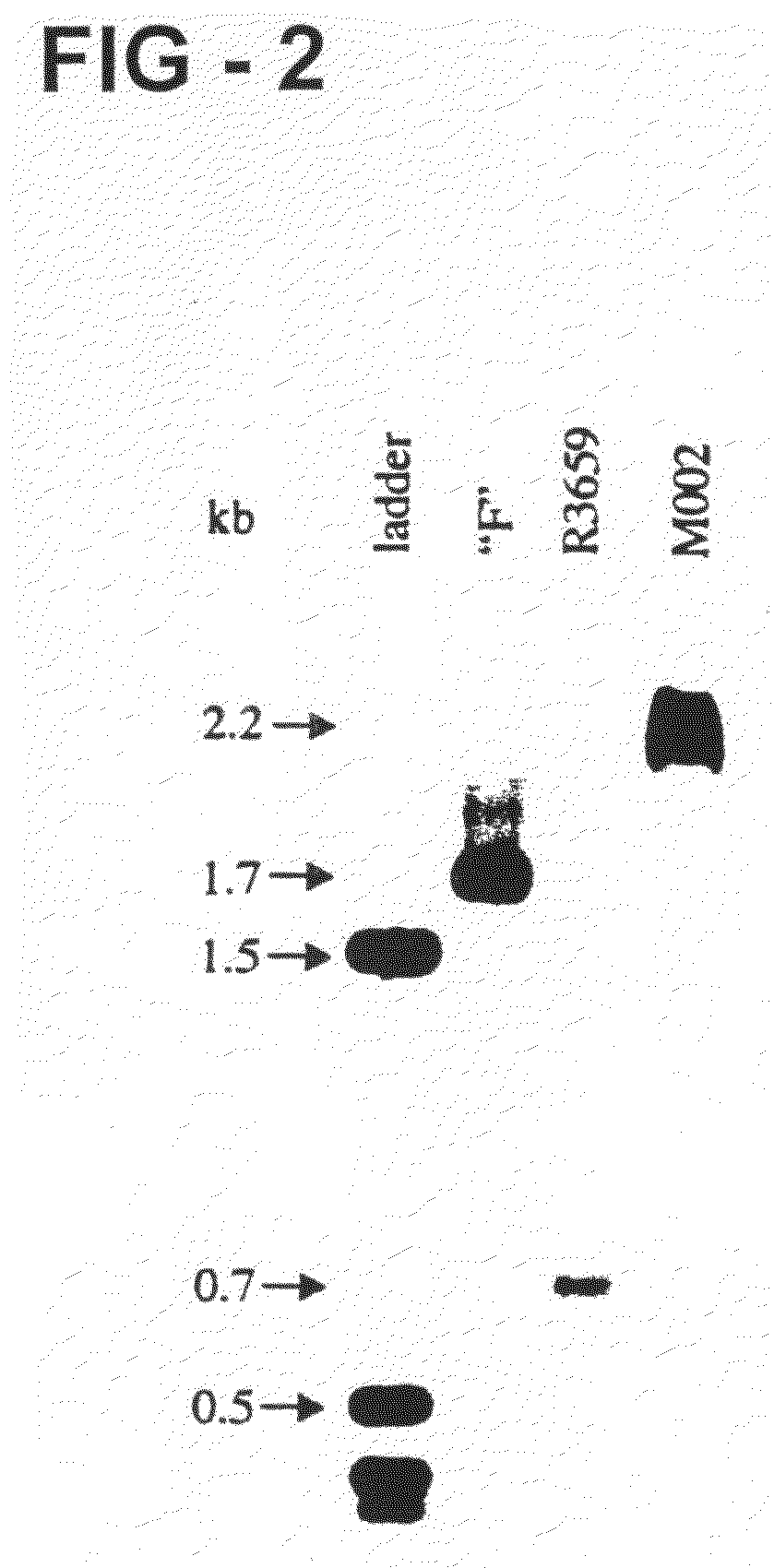 Herpes simplex virus expressing foreign genes and method for treating cancers therewith