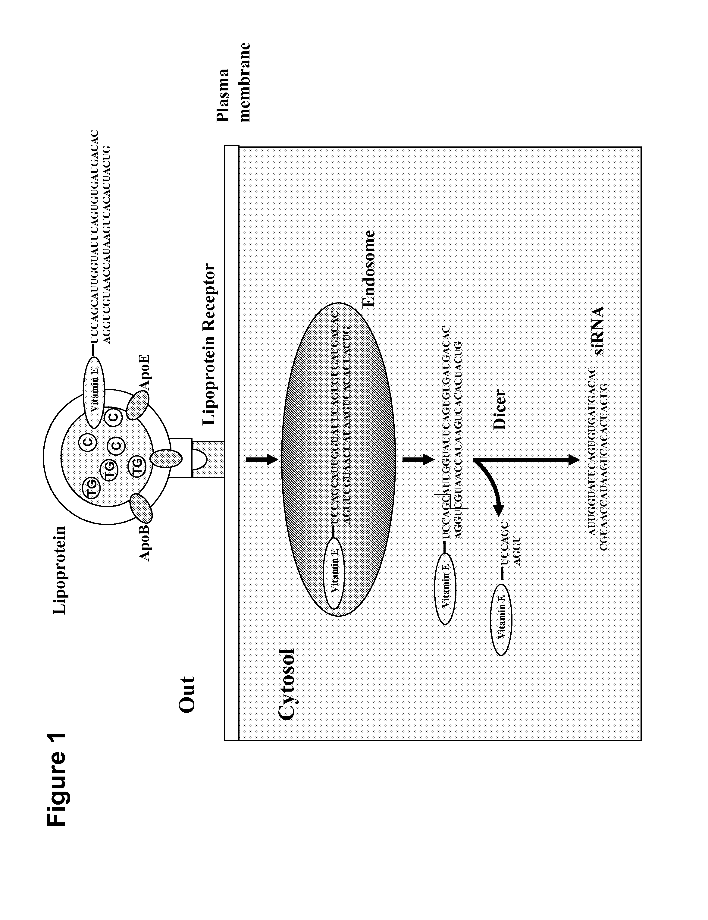 System for delivering nucleic acids for suppressing target gene expression by utilizing endogenous chylomicron