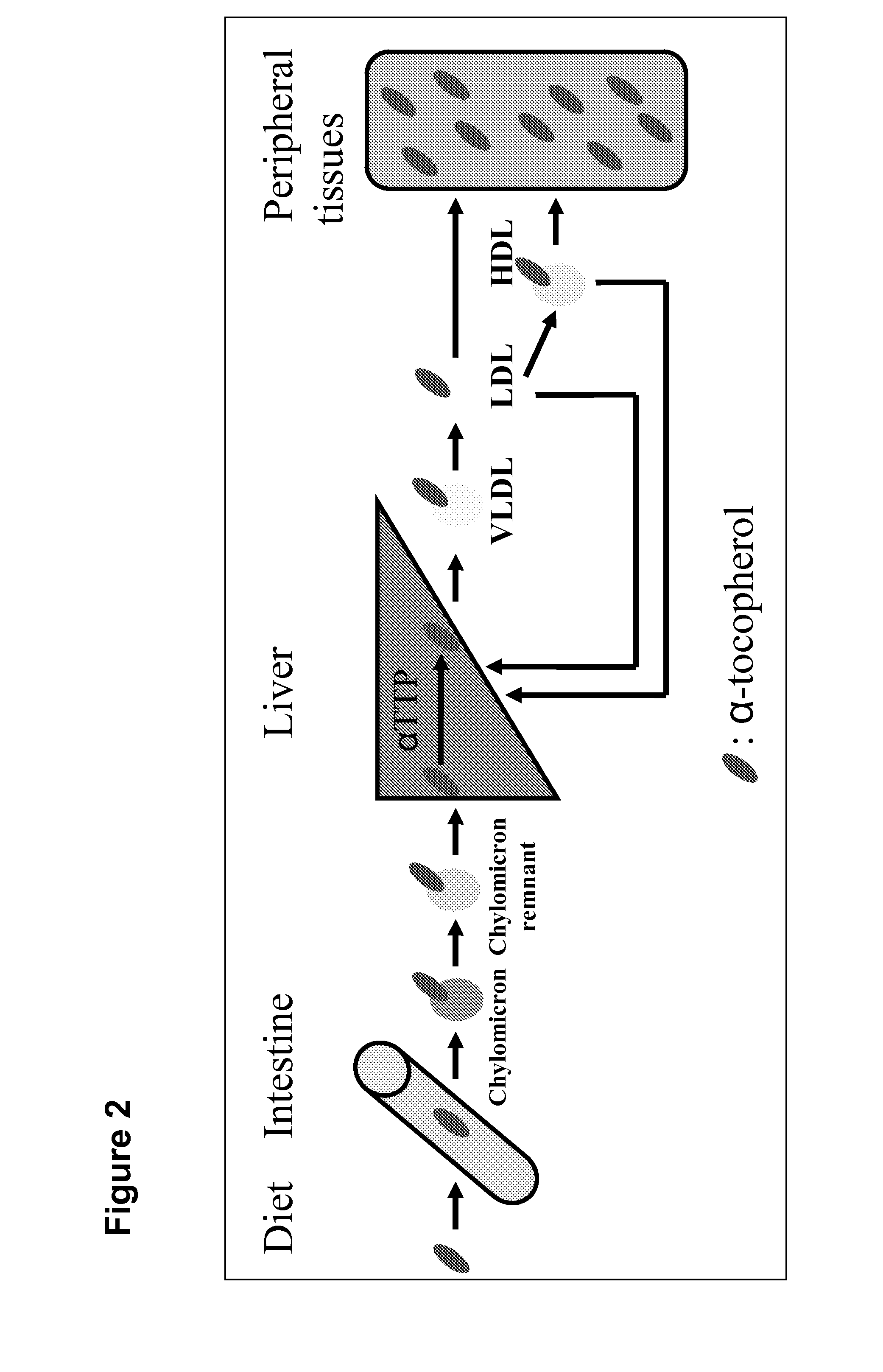 System for delivering nucleic acids for suppressing target gene expression by utilizing endogenous chylomicron