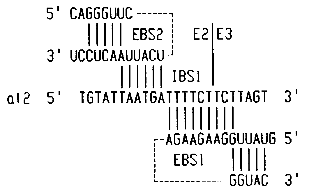 Methods for cleaving DNA with nucleotide integrases