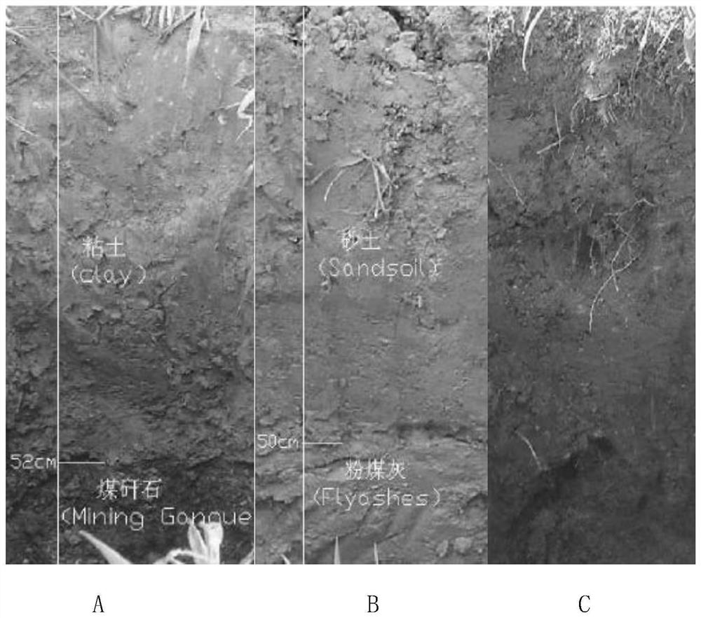 Indoor spectral stratified measurement method for heavy metal elements in closed mine reclamation site