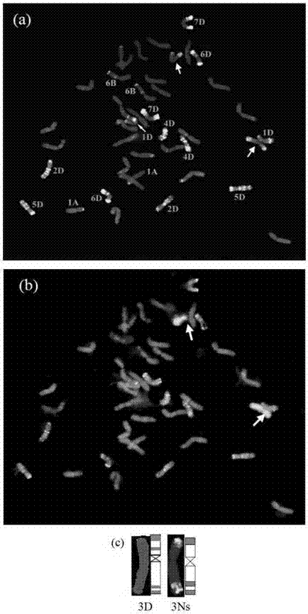 Wheat-tritileymus 3D (3Ns) alien substitution line cultivation method and identification method