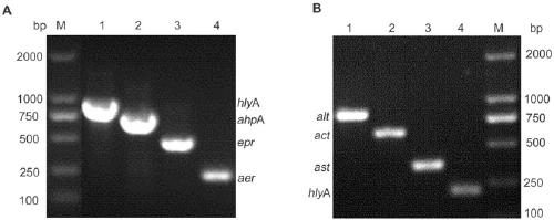 Multiplex PCR method capable of simultaneously detecting 7 virulence genes of Aeromonas