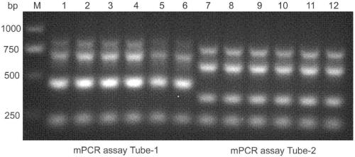 Multiplex PCR method capable of simultaneously detecting 7 virulence genes of Aeromonas