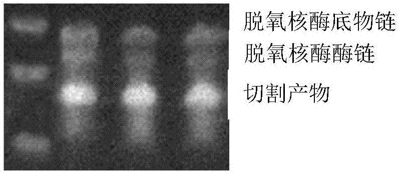 High salt tolerant colorimetric sensor based on functional nucleic acid of zinc and application thereof