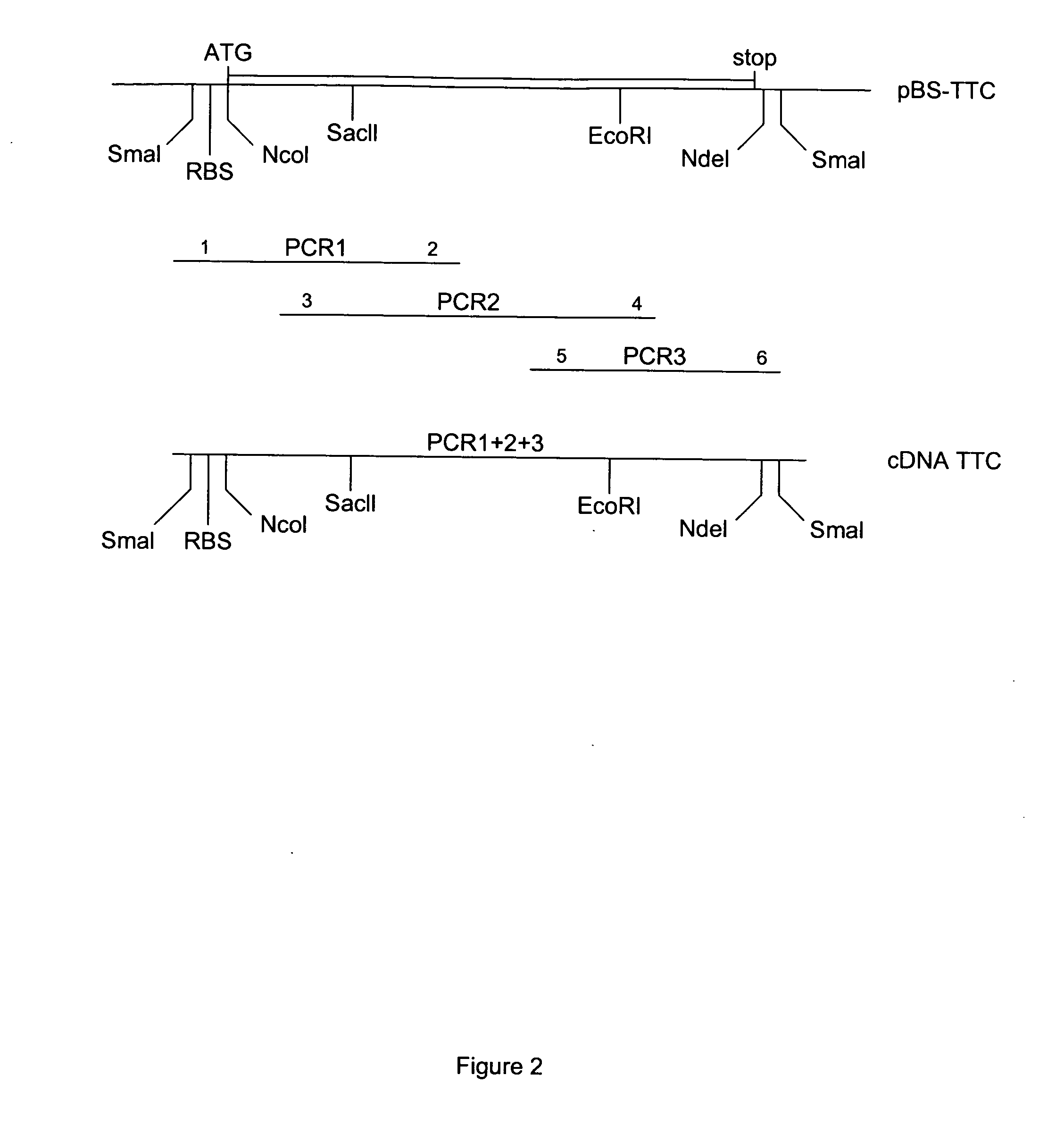 Methods for direct visualization of active synapses