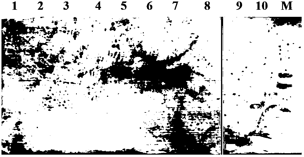 Broad spectrum monoclonal antibodies or antigen binding fragments thereof of anti-HPV L1 protein, and applications thereof