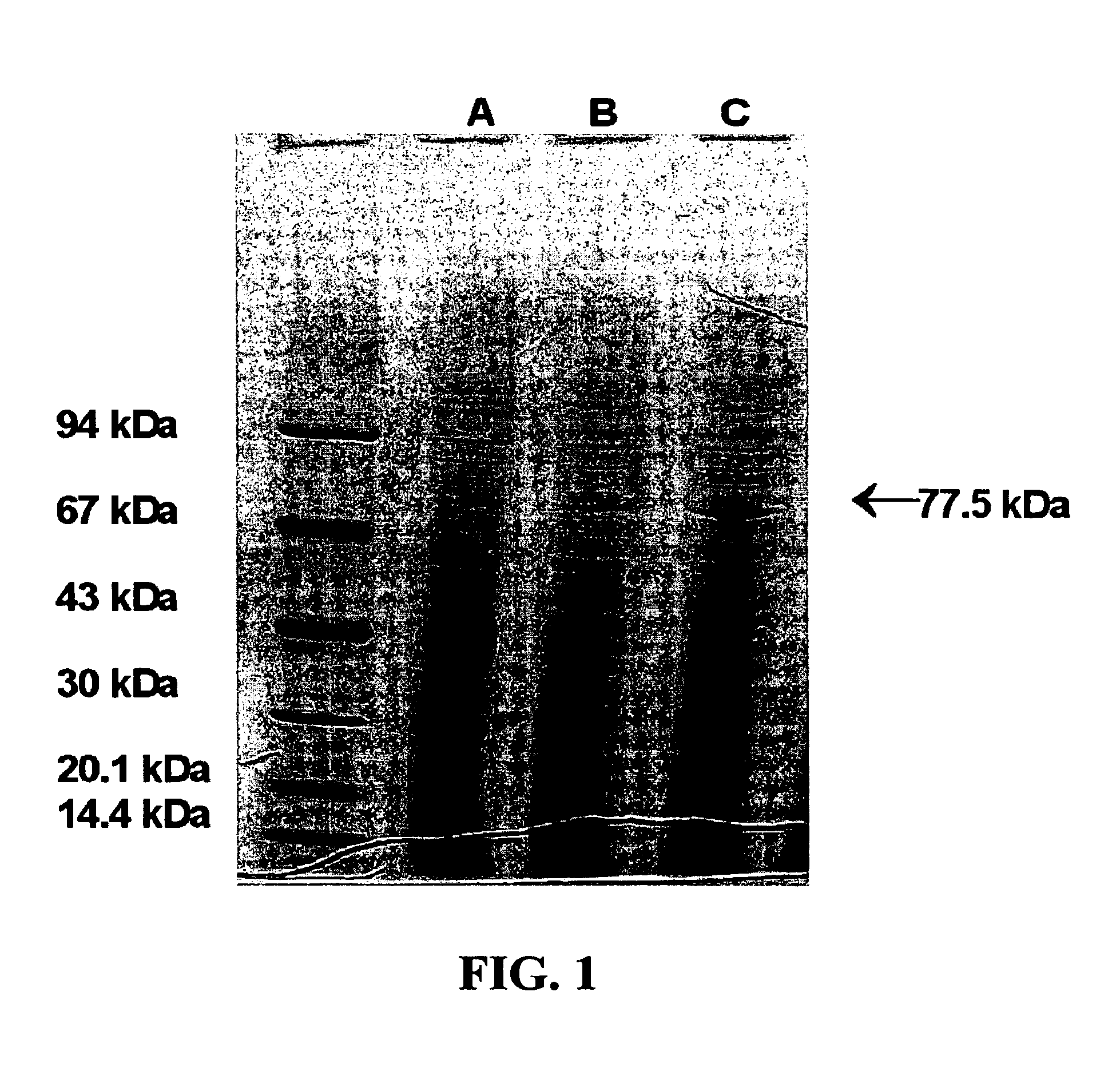 DNA and amino acid sequences of a tyrosine-inducible tyrosine ammonia lyase enzyme from the yeast Trichosporon cutaneum