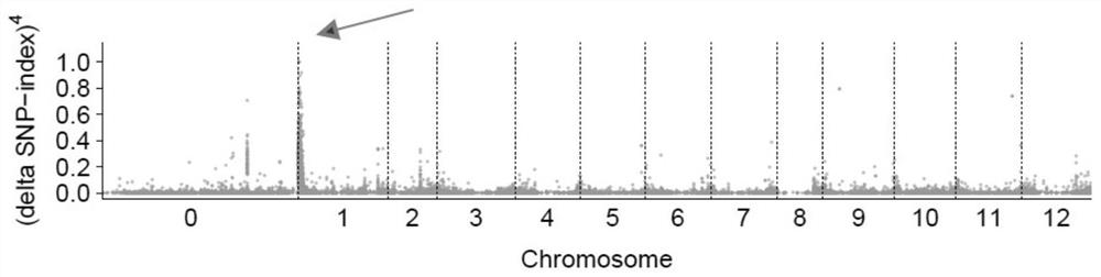 A Molecular Marker Linked to Capsicum Green Retention Gene and Its Application