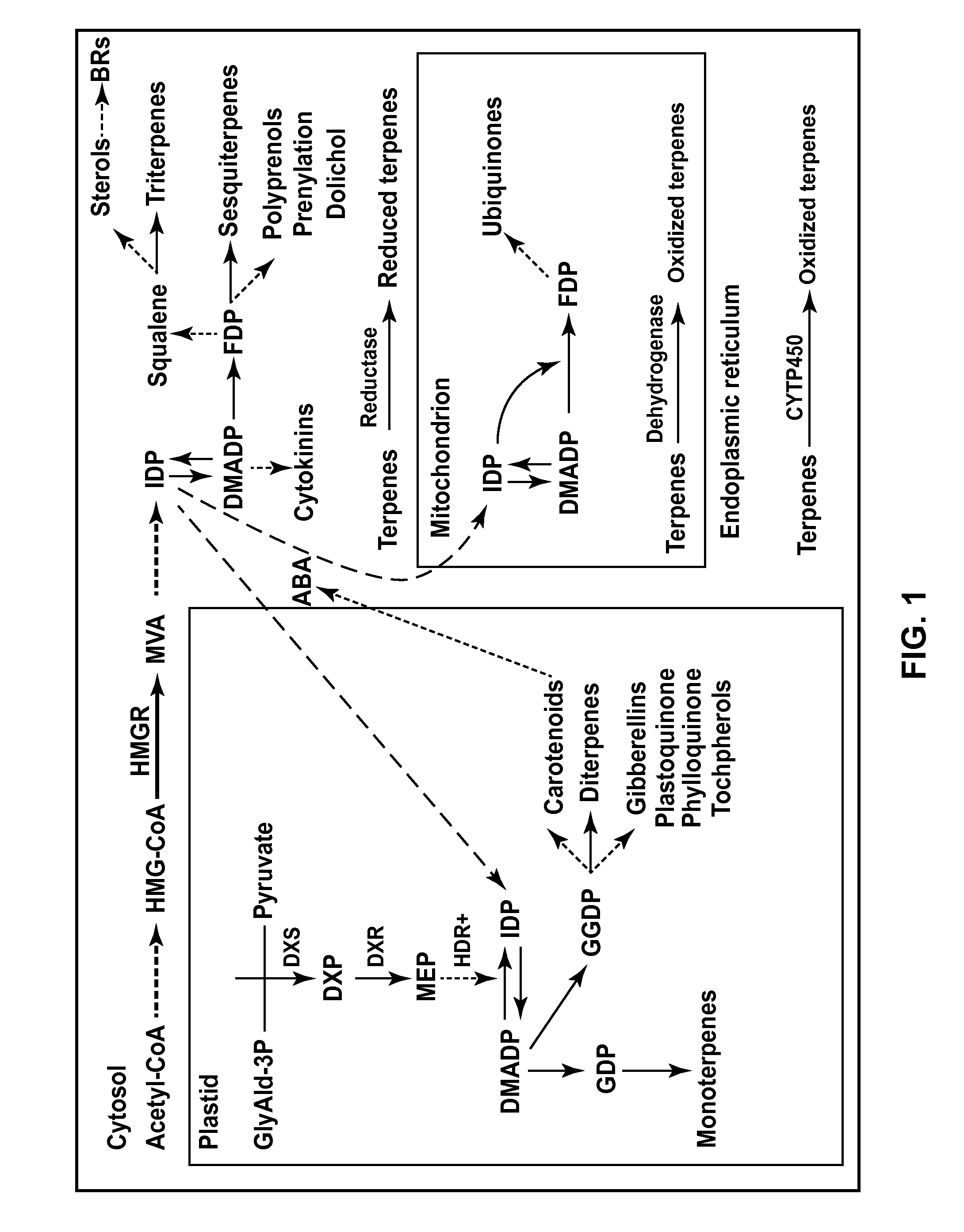 Engineering Plants to Produce Farnesene and Other Terpenoids