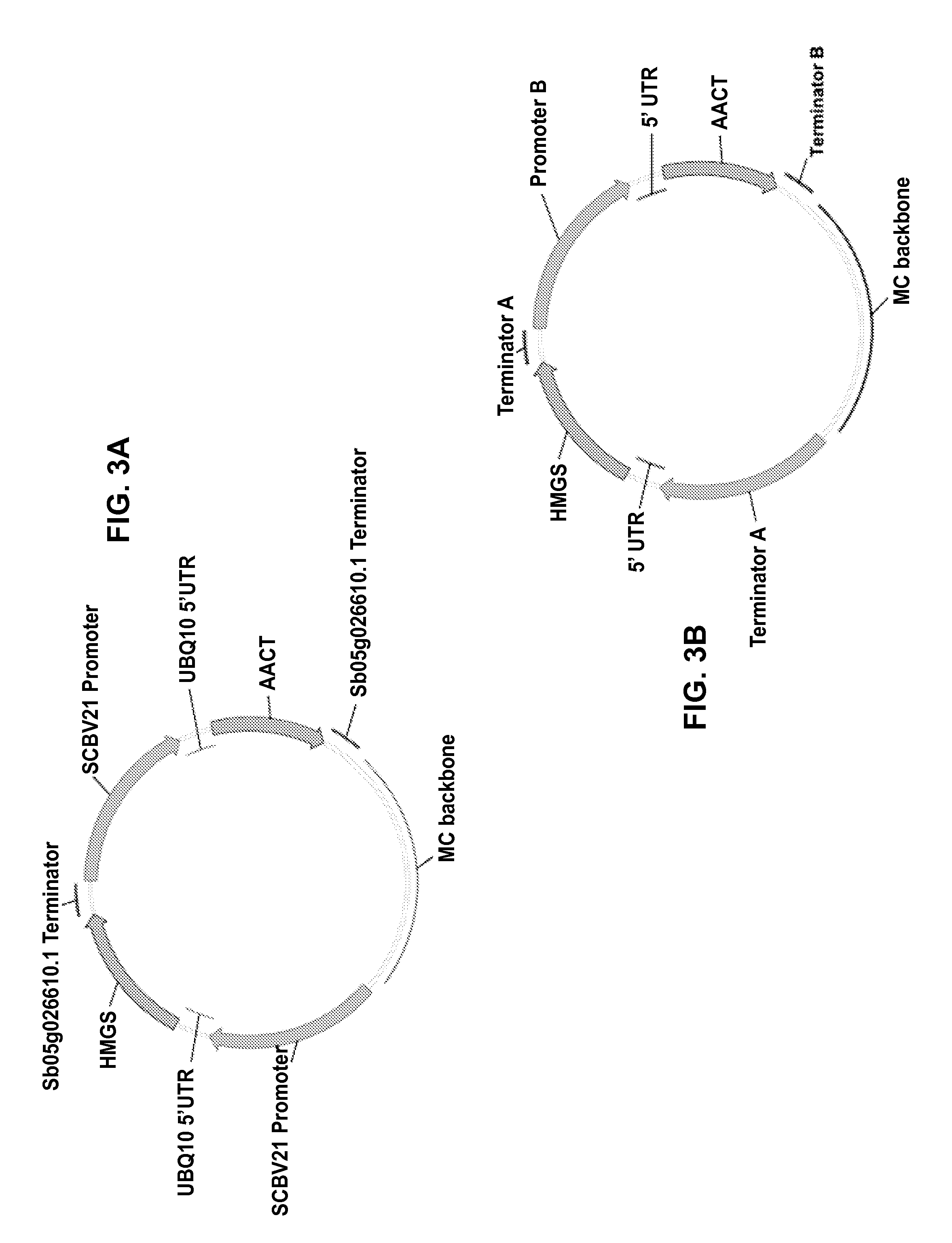 Engineering Plants to Produce Farnesene and Other Terpenoids