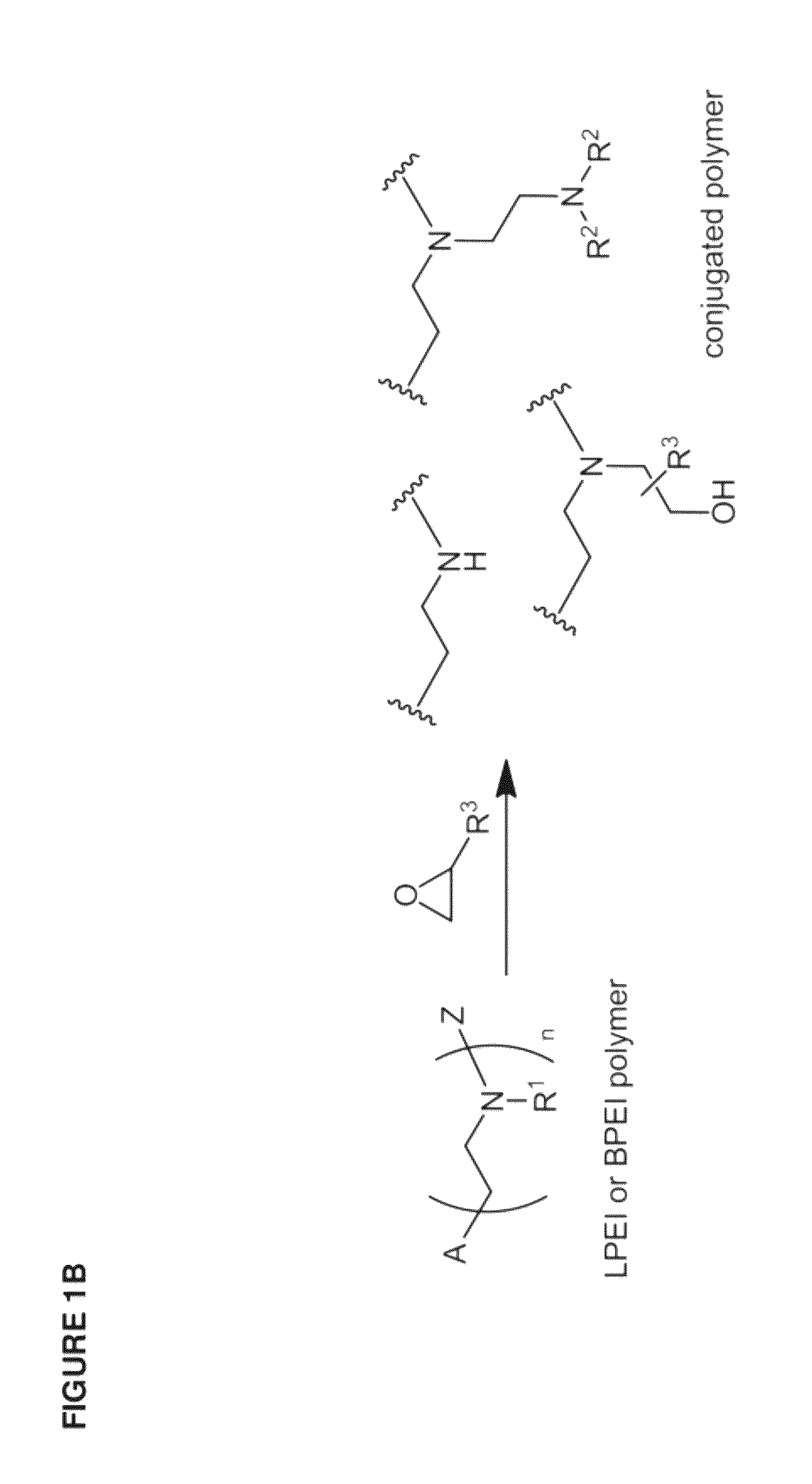 Conjugated lipomers and uses thereof