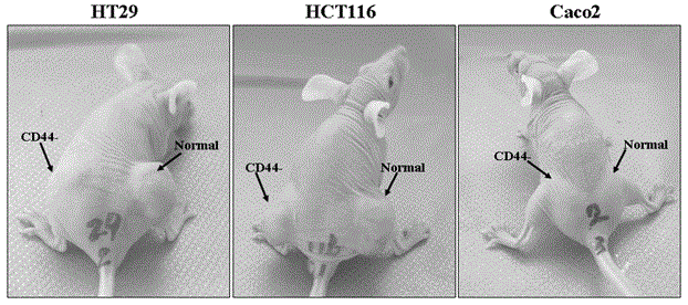 Inhibition application of respiratory chain compound V in colorectal cancer stem cell treatment