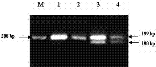 A marker primer and application of wheat powdery mildew resistance gene stpk-v