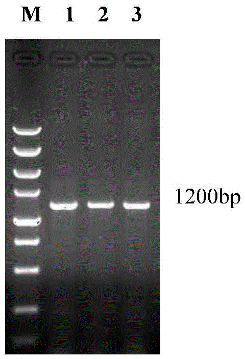 Isolated antiviral natural immune protein TRIM32 (tripartite motif 32) for carps and antiviral activity