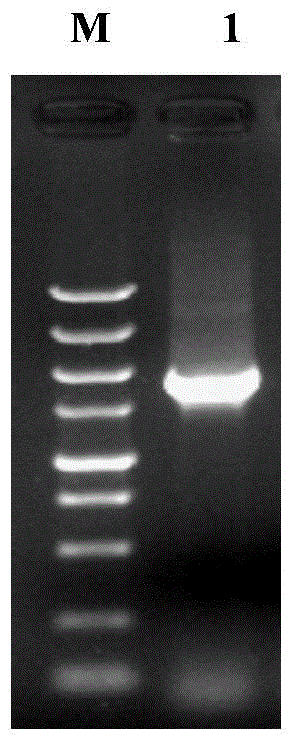 Isolated antiviral natural immune protein TRIM32 (tripartite motif 32) for carps and antiviral activity