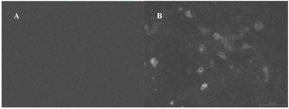 Isolated antiviral natural immune protein TRIM32 (tripartite motif 32) for carps and antiviral activity