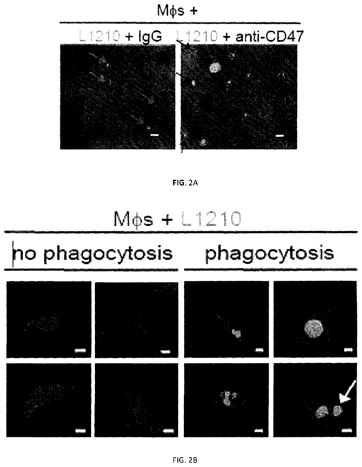 Methods of preventing or treating non-hematopoietic slamf7 positive and slamf7 negative cancers