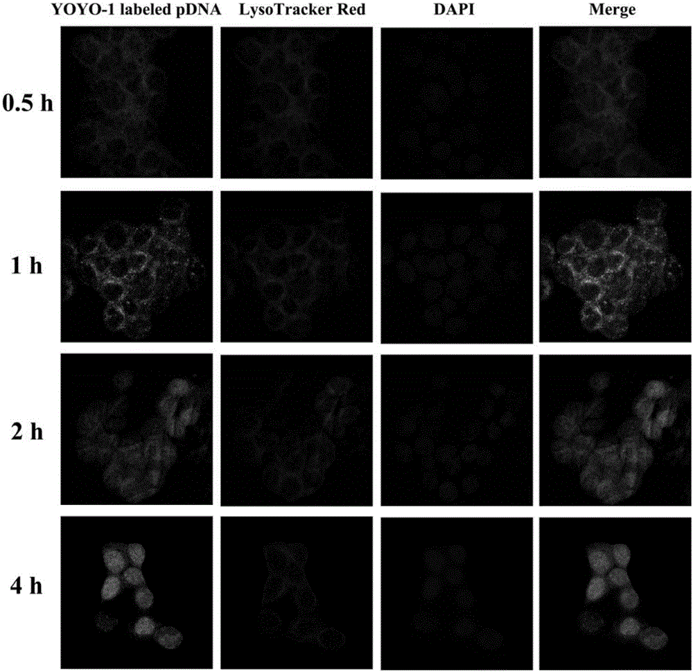 Non-viral gene vector for gene transfer as well as preparation method and use thereof