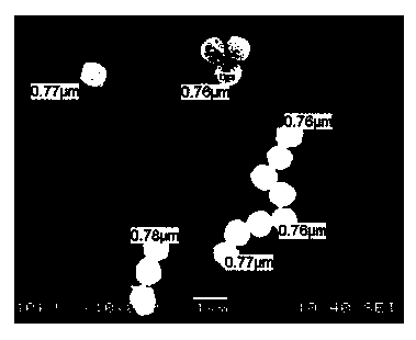 PH responsive fluorescent carbon nanoparticle hybrid microgel and preparation method thereof