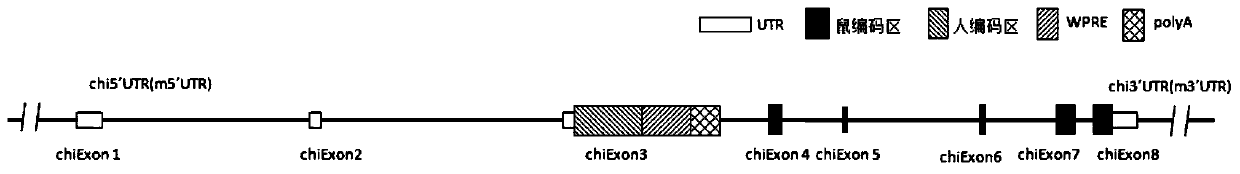 Construction method and application of humanized cell factor IL15 gene modified non-human animal